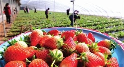 草莓采摘、貯藏的主要方式及注意事項(xiàng)