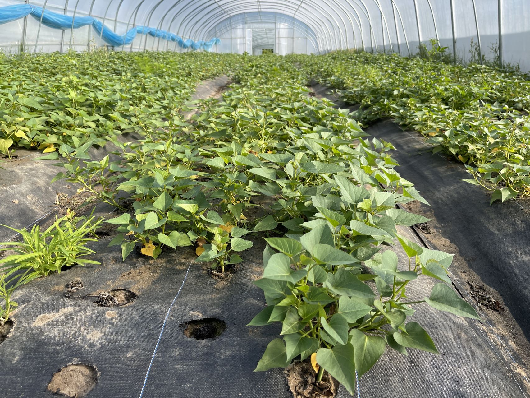 蔬菜有必要使用真空預(yù)冷機嗎？